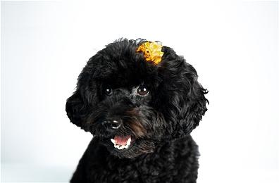 肉鸽游戏《Downfall》Steam页面 9月12日发售